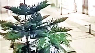 Extortionist Blows Himself Up by Accident with the Bomb he meant to Use on Building. Peru