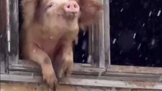 Pig went Viral and people raised $$ to get it from the Farmer to Prevent it's Slaughter