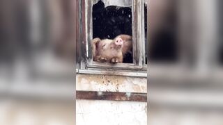 Pig went Viral and people raised $$ to get it from the Farmer to Prevent it's Slaughter