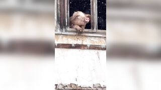 Pig went Viral and people raised $$ to get it from the Farmer to Prevent it's Slaughter