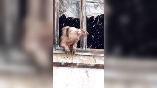Pig went Viral and people raised $$ to get it from the Farmer to Prevent it's Slaughter