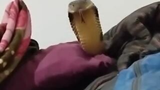 True Nightmare: Man wakes up to King Cobra slithering around in his Bed. Oh hell no!!!