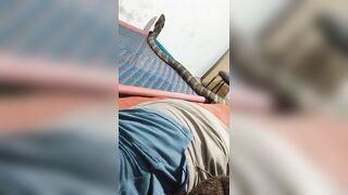 True Nightmare: Man wakes up to King Cobra slithering around in his Bed. Oh hell no!!!