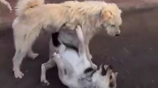 Alpha Dog shows up and Shuts Down the Fun..Watch the dogs almost Bow to Him