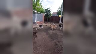 Alpha Dog shows up and Shuts Down the Fun..Watch the dogs almost Bow to Him