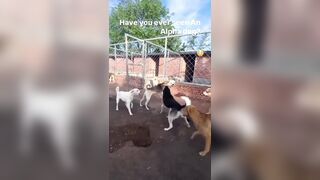 Alpha Dog shows up and Shuts Down the Fun..Watch the dogs almost Bow to Him