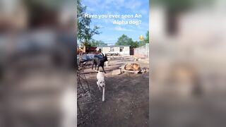 Alpha Dog shows up and Shuts Down the Fun..Watch the dogs almost Bow to Him