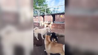 Alpha Dog shows up and Shuts Down the Fun..Watch the dogs almost Bow to Him