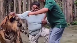 DO not for a Second lose Respect for the Tiger. Gee Common sense right?