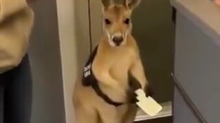 Kangaroo has his Boarding Pass ready but his Karen owner is Ruining It