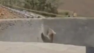 Grizzly Bear meets Good Construction Workers who try to Help him get out of Pit