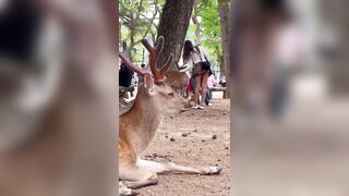Man recording a Beautiful Deer up close..or?