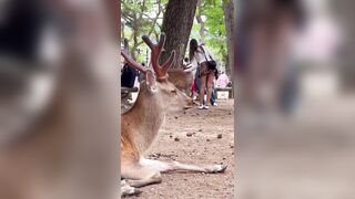 Man recording a Beautiful Deer up close..or?