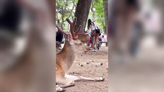 Man recording a Beautiful Deer up close..or?