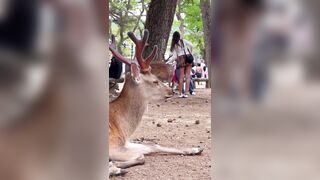 Man recording a Beautiful Deer up close..or?