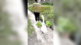 Woman found the Perfect Business Partner, a Goose
