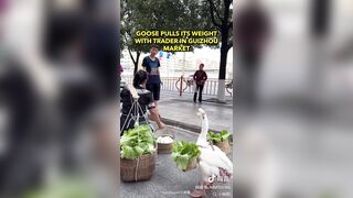Woman found the Perfect Business Partner, a Goose