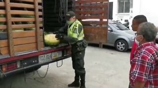 Caught Smuggling Marijuana In Watermelons