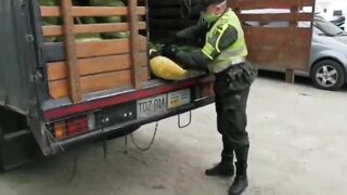 Caught Smuggling Marijuana In Watermelons