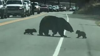 A bear having a hard time bringing her cubs across the street