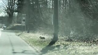 A bear having a hard time bringing her cubs across the street