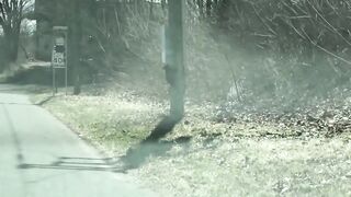A bear having a hard time bringing her cubs across the street