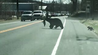 A bear having a hard time bringing her cubs across the street