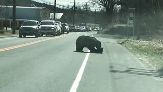 A bear having a hard time bringing her cubs across the street