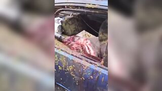 Mess: Driver Hits Moose and somehow Survives to make this Video