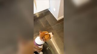 Dog who served on Front Line is Reunited with his Soldier Owner