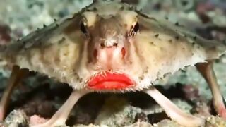 Meet the Batfish, Plump and Bright Red Lips but he won't Smile for us