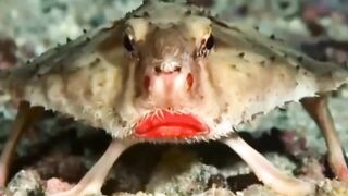 Meet the Batfish, Plump and Bright Red Lips but he won't Smile for us