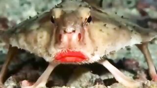 Meet the Batfish, Plump and Bright Red Lips but he won't Smile for us