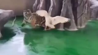 Goose being Bullied by a baby Tiger quickly decides to Fight Back