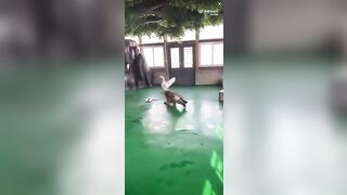 Goose being Bullied by a baby Tiger quickly decides to Fight Back