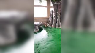 Goose being Bullied by a baby Tiger quickly decides to Fight Back