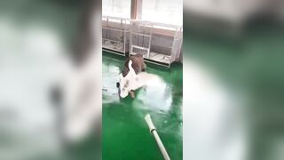 Goose being Bullied by a baby Tiger quickly decides to Fight Back