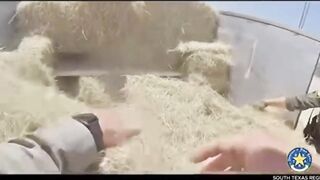 Busted: Man smuggling Illegals in bales of Hay meets the K9. Texas