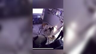 No Dogs were Harmed during this Incident (Miraculously) And the People too