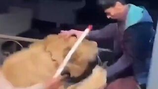Meet my new Pet..A Lion! Goes horribly Wrong