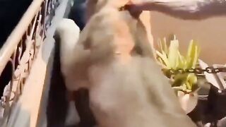 Meet my new Pet..A Lion! Goes horribly Wrong