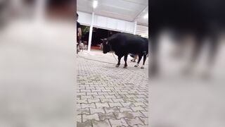 Watch how easy it is for this Beast to throw a Fat Man
