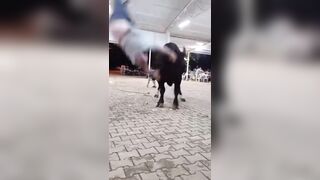 Watch how easy it is for this Beast to throw a Fat Man