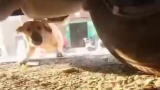 Hit Squad tries to Take out Cat. First Cat View (POV) of the whole Incident