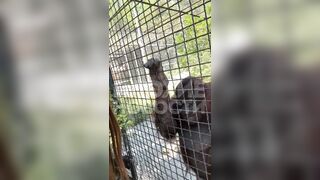 A Vape and an Ape...Shocked users on Social networks No opinions for me