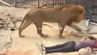 Cat Nap