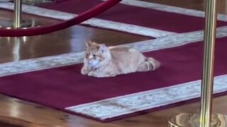 Devout Catholic Cat lives in One of the Churches and watches Mass and follows the Priest