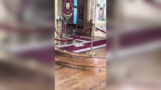 Devout Catholic Cat lives in One of the Churches and watches Mass and follows the Priest