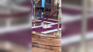 Devout Catholic Cat lives in One of the Churches and watches Mass and follows the Priest
