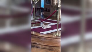 Devout Catholic Cat lives in One of the Churches and watches Mass and follows the Priest